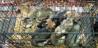 Евакуйовані з Херсона цуцики знайшли родини в Миколаєві