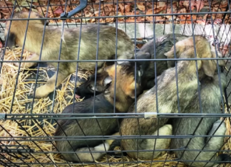 Евакуйовані з Херсона цуцики знайшли родини в Миколаєві