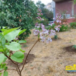 У Херсоні квітне бузок (фото)