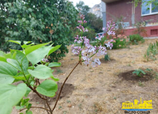 У Херсоні квітне бузок (фото)