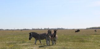 Зʼявився документальний подкаст про історію заповідника «Асканія-Нова»