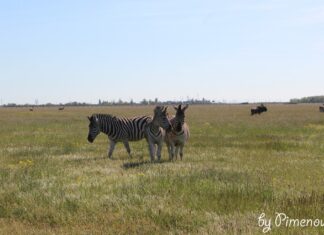 Зʼявився документальний подкаст про історію заповідника «Асканія-Нова»