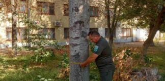 У Херсоні 6 дерев визнали аварійними