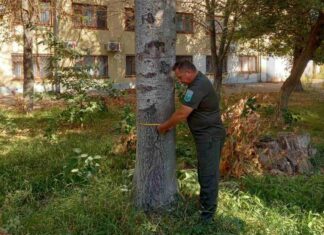 У Херсоні 6 дерев визнали аварійними
