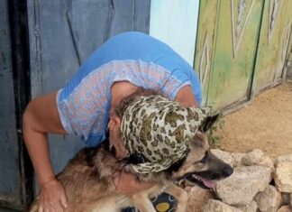 Волонтери повернули додому собаку, який загубився після підриву росіянами греблі Каховської ГЕС