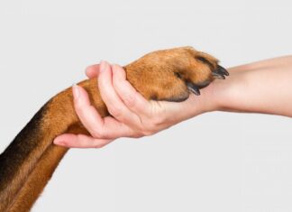 Два дні провів у воді: історія порятунку херсонського собаки Черниша