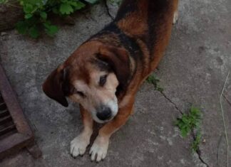 Як хвостатий Пірат Джо з Херсона знайшов нову родину