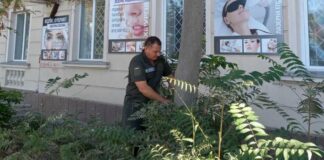 У Херсоні чотири дерева визнали аварійними