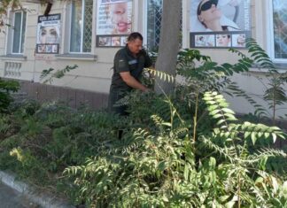 У Херсоні чотири дерева визнали аварійними