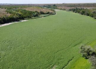 Олексій Василюк: “Дно колишнього Каховського водосховища більше не загрожує стати пустелею”