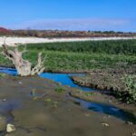 Дно Каховського водосховища заростає молодим лісом (відео)