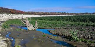 Дно Каховського водосховища заростає молодим лісом (відео)