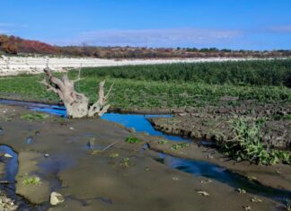 Замість води — вербове море. Що відбувається на місці Каховського водосховища