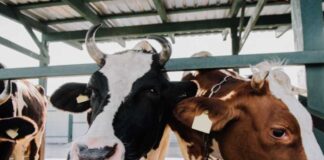 Швейцарія виділила кошти на підтримку виробників молока в Херсонській області