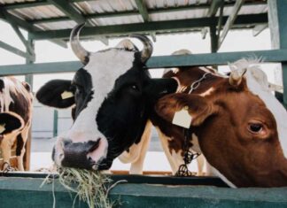 Швейцарія виділила кошти на підтримку виробників молока в Херсонській області