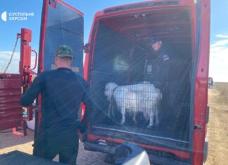 Екоферму “Лиманська коза” з Херсонщини евакуювали до Київщини