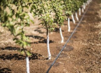 На Херсонщині вода стала непридатною для садів