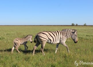 Законне керівництво заповідника “Асканія-Нова” спростувало інформацію про вивезення тварин окупантами