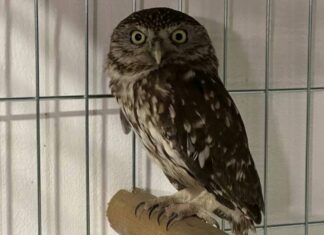 Волонтери евакуювали з Херсонщини сову та орла