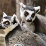 Херсонські лемури, ледь не загинувши, отримали нову домівку у Київському зоопарку