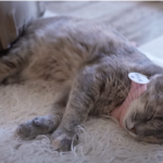 Херсонська кішка Ніка знайшла новий дім у США