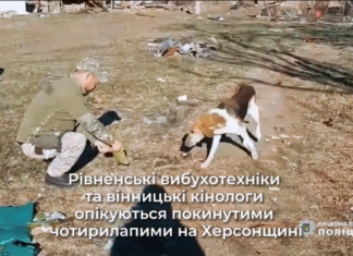 Рівненські вибухотехніки та вінницькі кінологи опікуються покинутими чотирилапими на Херсонщині