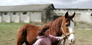 Пораненого коня з Херсона лікують в Одеській області