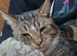 Херсонський кіт Кавун пережив смерть власника, російські обстріли та знайшов нову родину