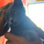 Зооволонтери евакуювали кошенят, яких прихистили військові на Херсонщині