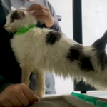 Кіт Херсон з кульовими пораненнями, якого врятували волонтери, одужує