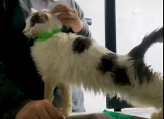 Кіт Херсон з кульовими пораненнями, якого врятували волонтери, одужує