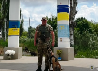 Поліцейська вівчарка, яка допомагала розміновувати Херсонщину, отримала відзнаку “Собака-герой”
