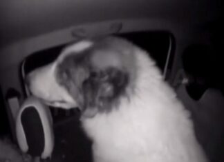 У Херсоні патрульні допомогли повернути додому собаку, який злякався вибухів