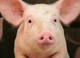 На Херсонщині зафіксували спалах африканської чуми свиней