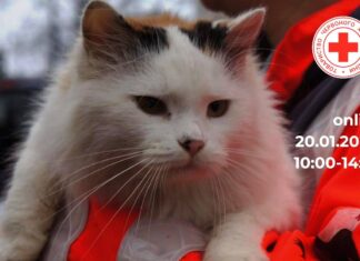 Херсонців запрошують на онлайн-тренінг з надання першої допомоги домашнім улюбленцям