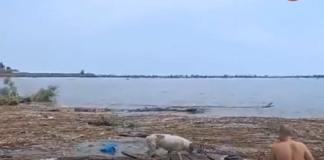 Пес, якого після підриву Каховської ГЕС течією віднесло з Херсона до Одеси, знайшов родину