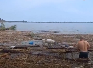 Пес, якого після підриву Каховської ГЕС течією віднесло з Херсона до Одеси, знайшов родину