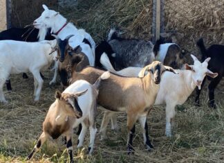 Еко-ферма зі Станіслава на Херсонщині обживається в Київській області