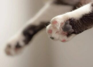 Урятовані кішки Мася та Луна з Херсонщини пережили удар авіабомби та контузію