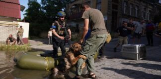 Вівчарка Багіра, яку врятували в Херсоні після підриву Каховської ГЕС, знайшла родину