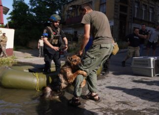Вівчарка Багіра, яку врятували в Херсоні після підриву Каховської ГЕС, знайшла родину