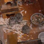 Кропивничанка прихистила пів сотні хом’яків з Херсонщини