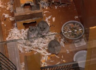 Кропивничанка прихистила пів сотні хом’яків з Херсонщини