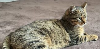 Історія зустрічі кішки Кісюньки зі своєю родиною з Антонівки