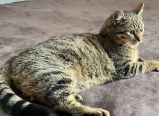 Історія зустрічі кішки Кісюньки зі своєю родиною з Антонівки