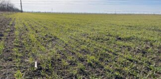 На деокупованій Херсонщині втричі збільшать площі, засіяні сільгоспкультурами
