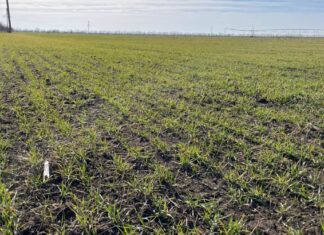 На деокупованій Херсонщині втричі збільшать площі, засіяні сільгоспкультурами