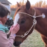 Зооволонтери врятували з Херсона покинутого коня