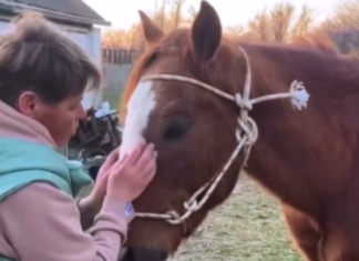 Зооволонтери врятували з Херсона покинутого коня