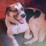 Пес Красень з Херсонщини знайшов новий дім у Борисполі